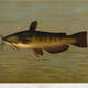 Illustration for article titled Fishes of North America That are Captured on Hook and Line